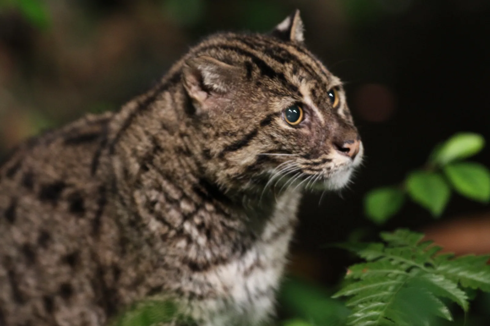 A fishing cat with a striped and spotted grey coat looking to the right, with green leaves in the foreground