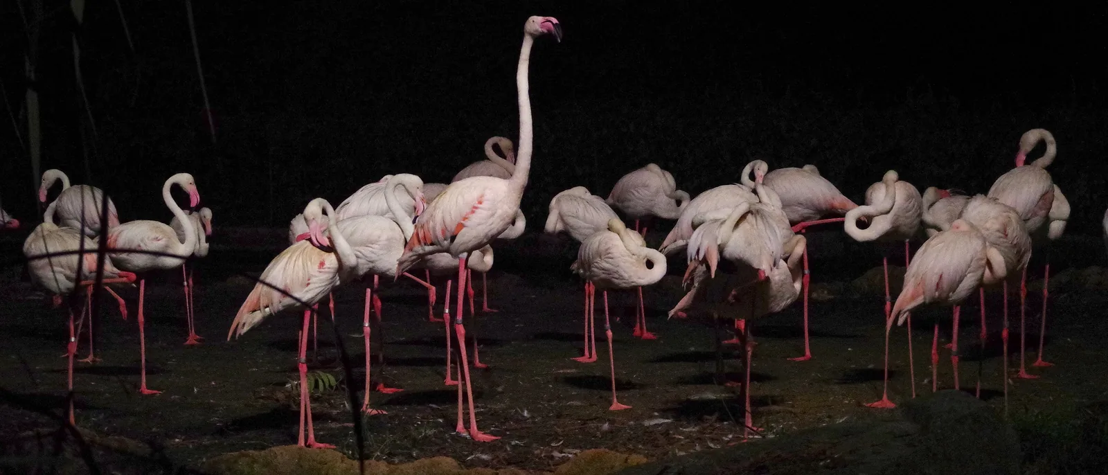 A flock of pink flamingos standing on dark ground at night, with long pink legs and curved necks