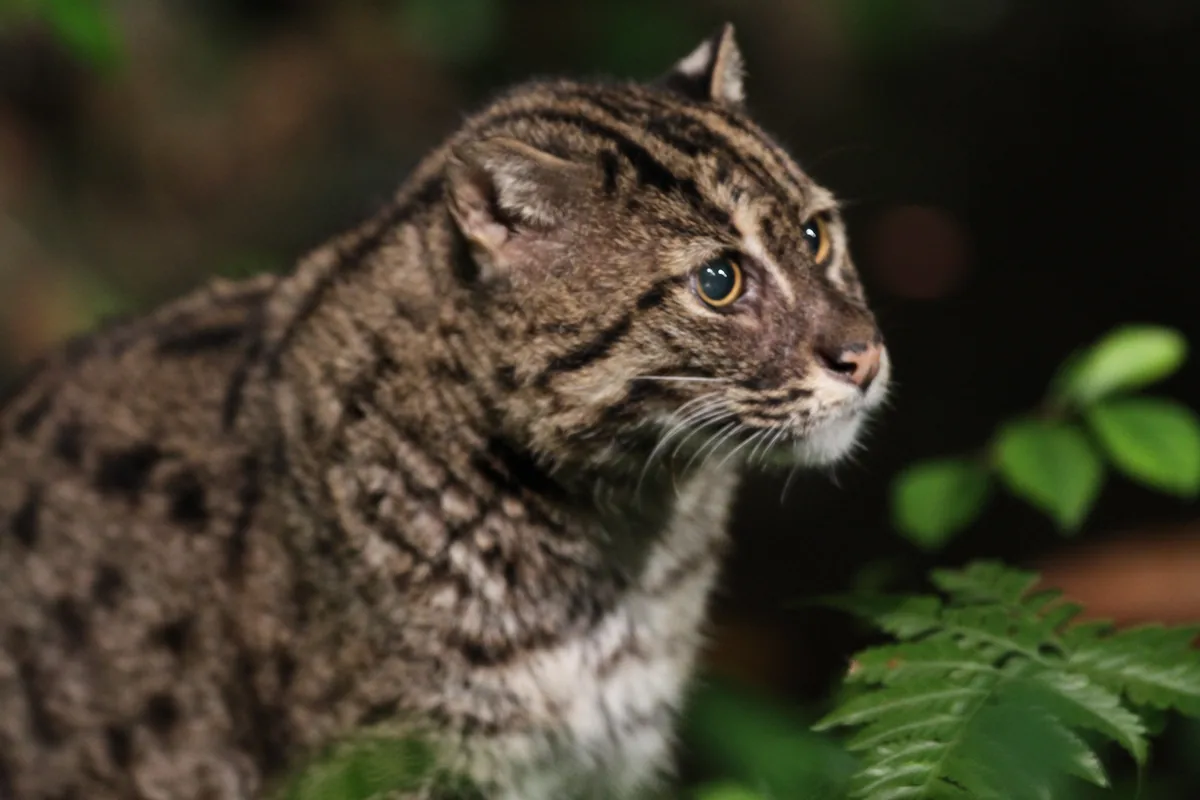A fishing cat with a striped, spotted coat looking to the right, with green leaves in front