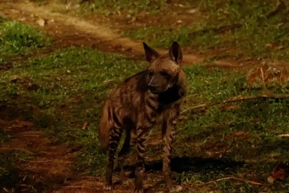 A hyena standing on a grass path at night with trees behind it
