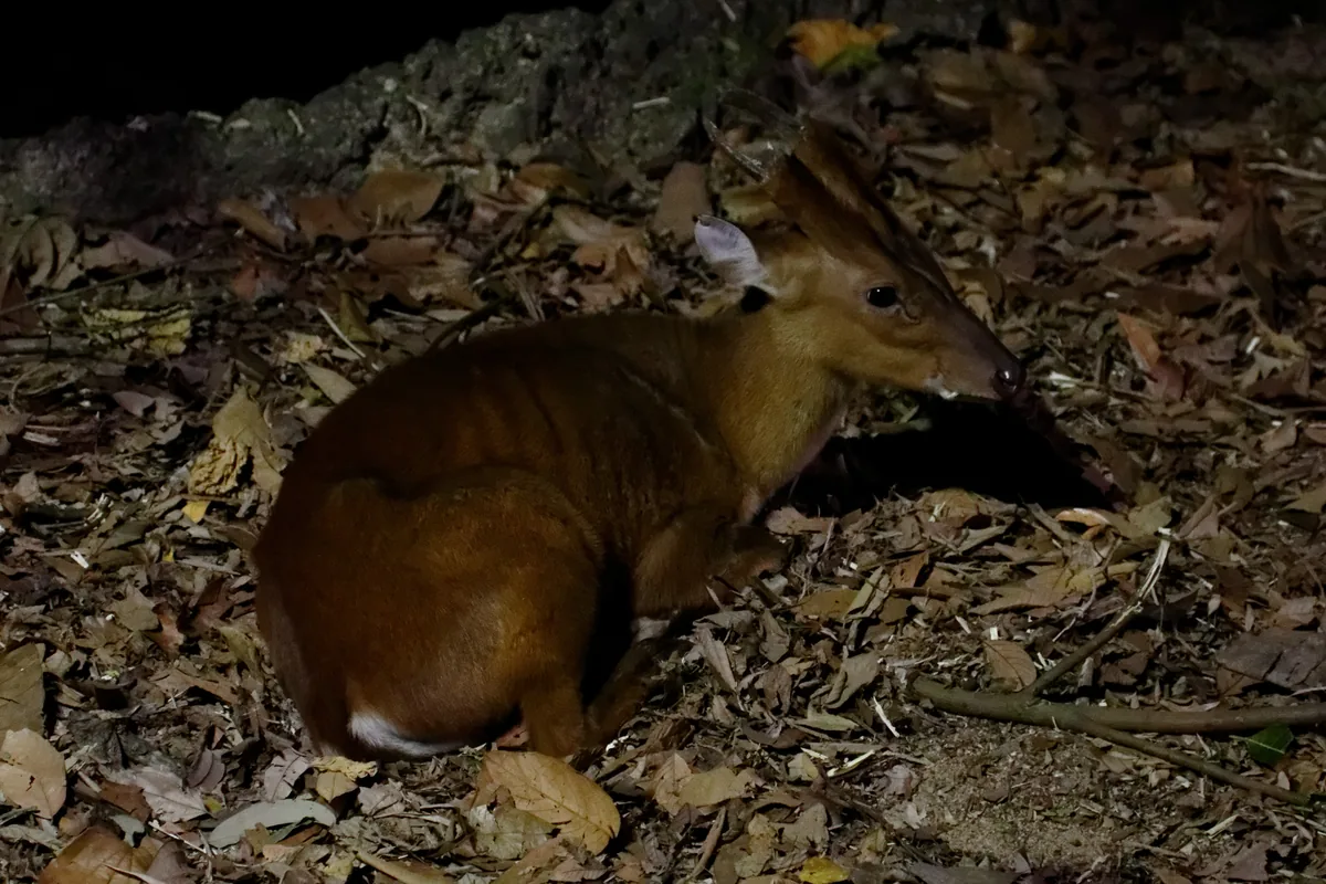 A small deer resting on dry leaves at night, with a reddish-brown coat and a long pointed face