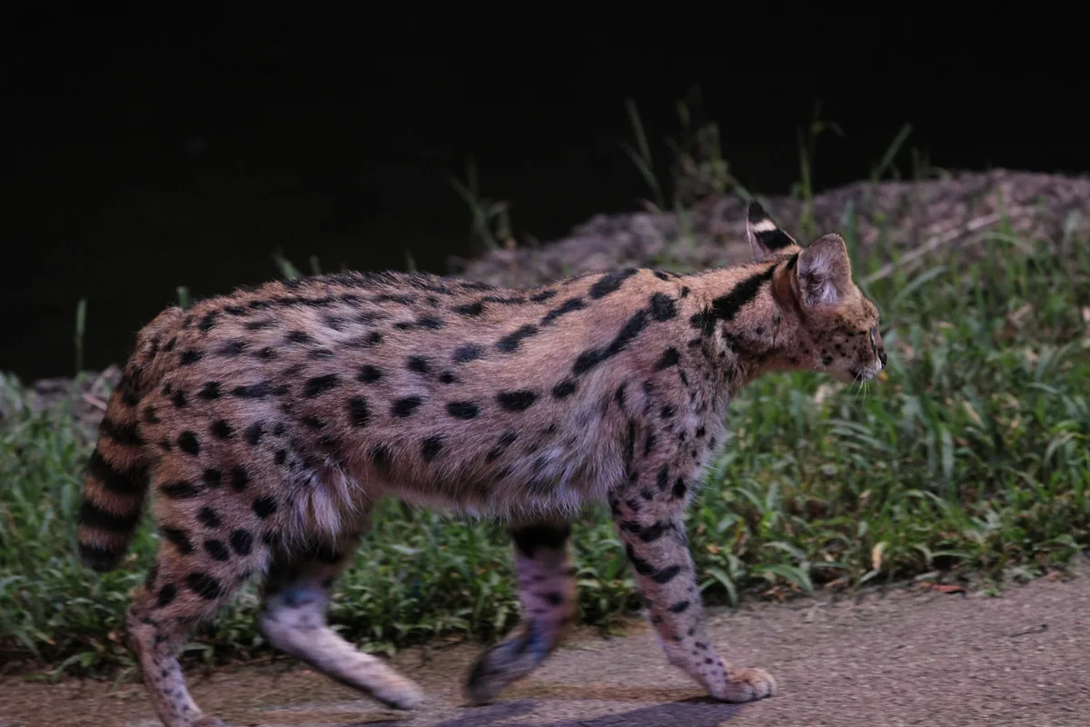 A spotted serval cat walking along a path at night with grass behind it