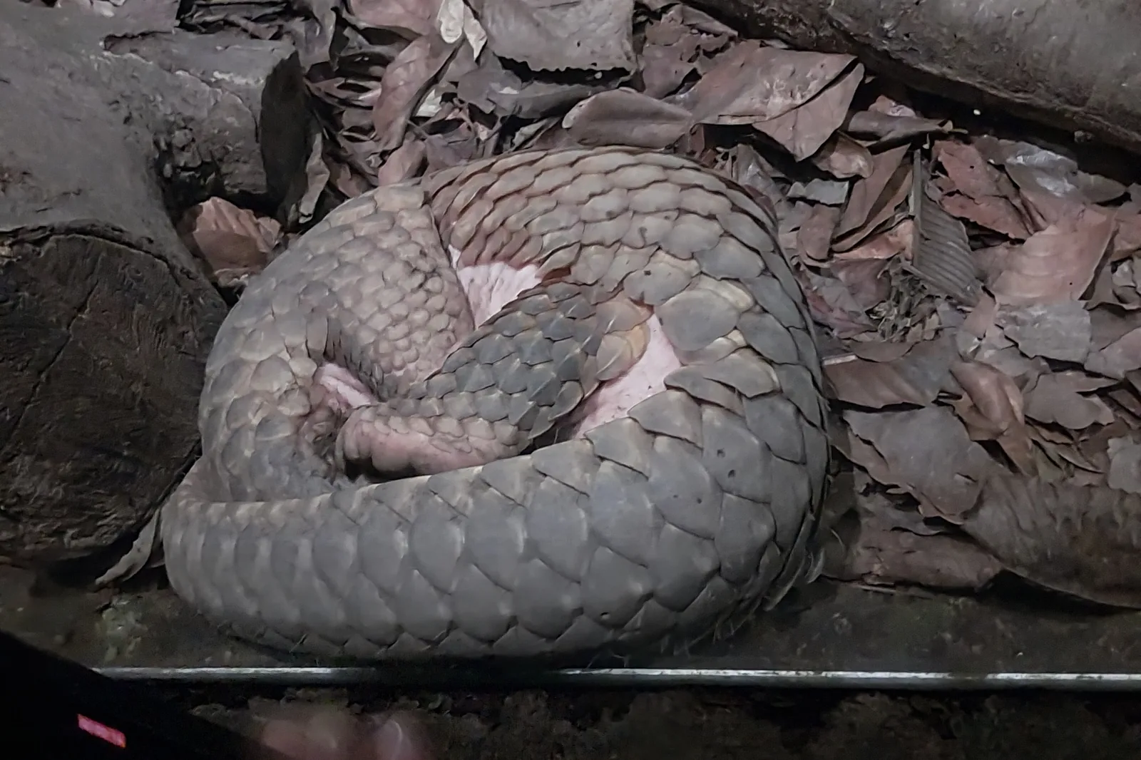 A pangolin curled up asleep on dry leaves, its overlapping scales forming a round armoured ball