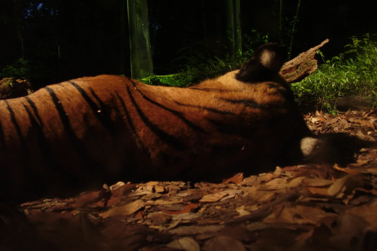 A tiger lying on dry leaves in warm low light, with its striped orange flank turned to the camera